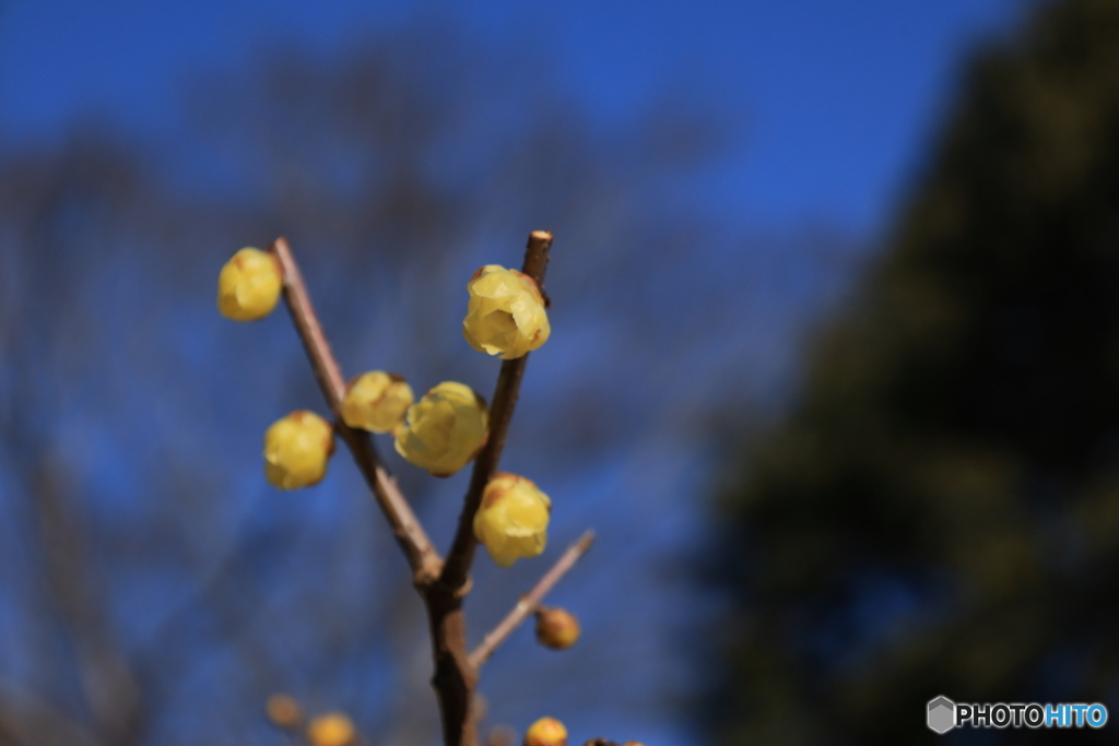離宮の蝋梅8