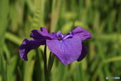 621菖蒲3