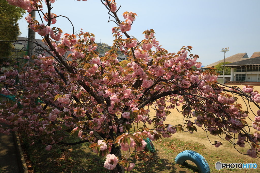 校庭の八重桜2