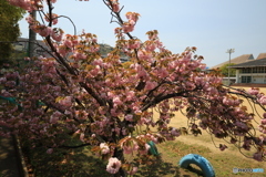 校庭の八重桜2