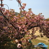 校庭の八重桜2
