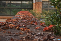 夕刻の離宮公園2