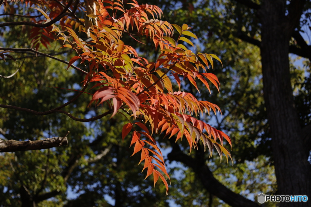 晩秋の相楽園23