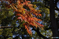 晩秋の相楽園23