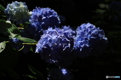 6/29紫陽花22
