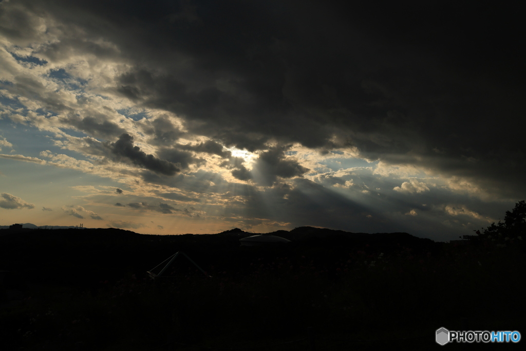 夕陽とコスモス8