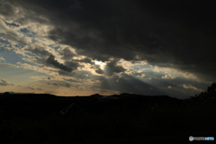 夕陽とコスモス8