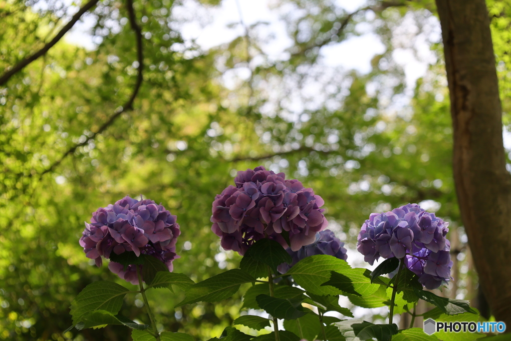 紫陽花