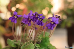 秋の山野草展21