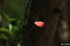 真夏の紅葉