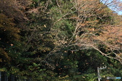 2025四国一人旅2-13