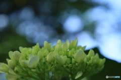 6/29紫陽花11