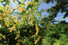 yellow flower