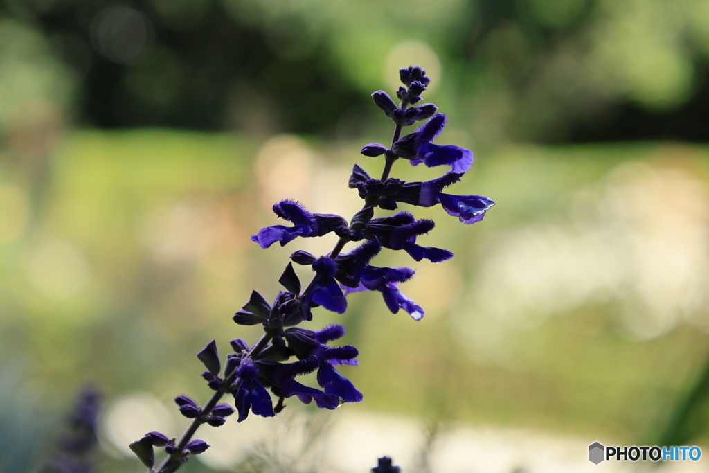 ブルーサルビア