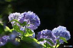 6/29紫陽花56