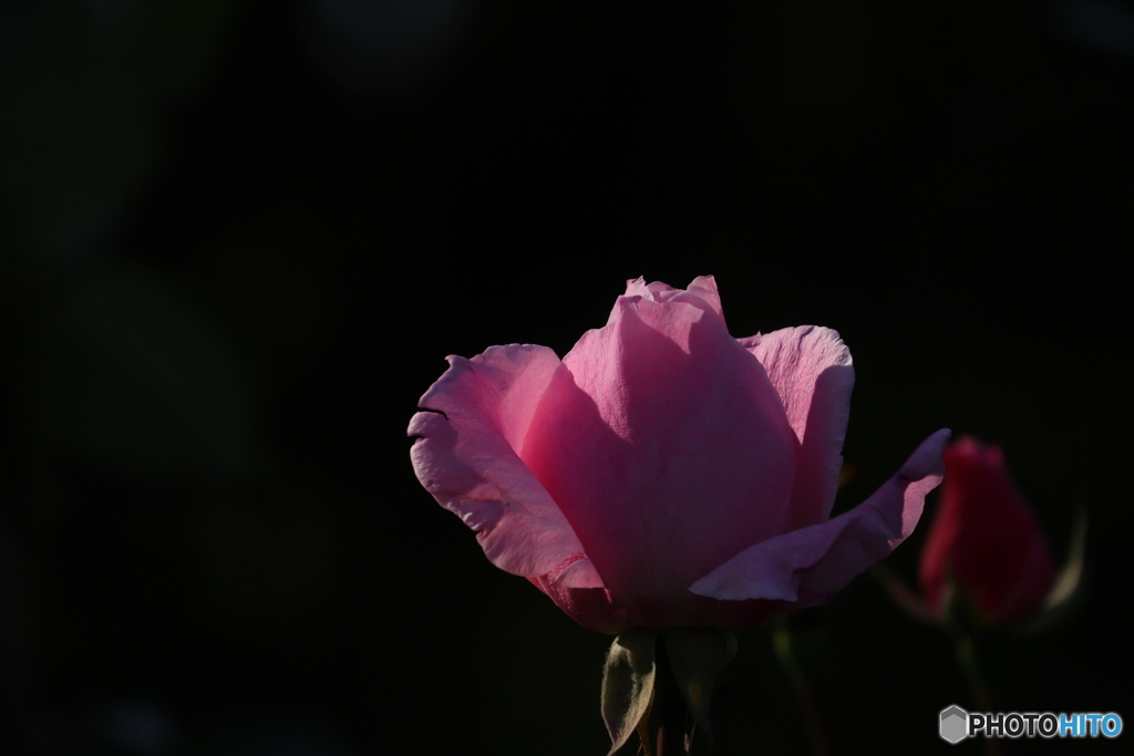 冬のピンクのバラ