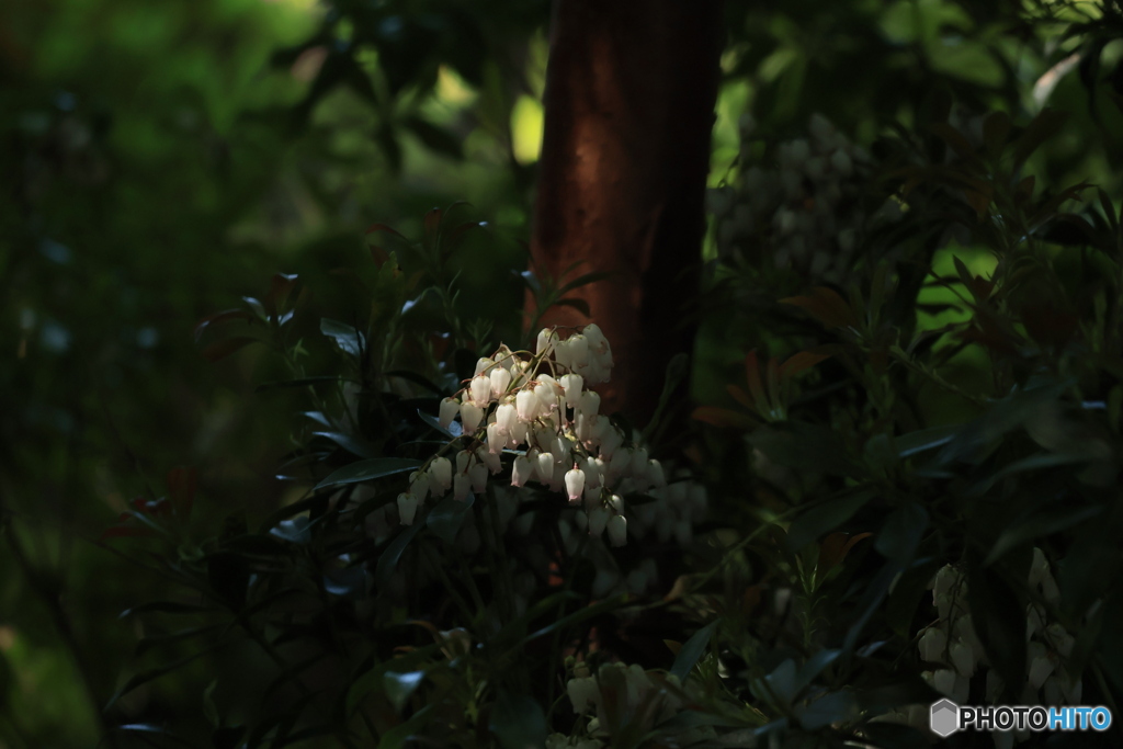 日の当たる場所