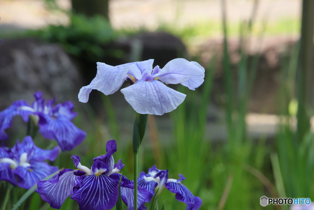 621菖蒲4