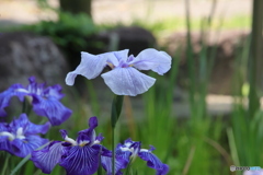 621菖蒲4