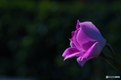 青紫のバラ 青紫のバラ