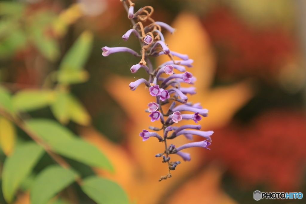 晩秋の好古園30