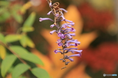 晩秋の好古園30