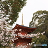 桜と三重塔
