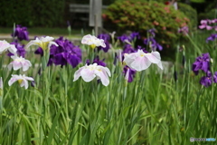 615菖蒲15