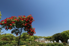 薔薇公園です