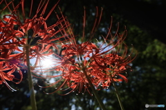 彼岸花25