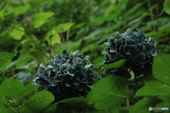 I8/15紫陽花2