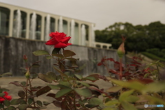 秋の空とバラ 秋の空とバラ