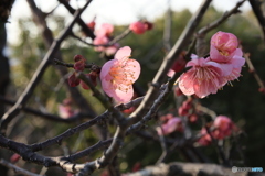 夕陽に照らされて2