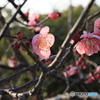 夕陽に照らされて2