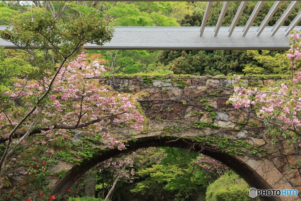 温室前の八重桜