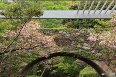 温室前の八重桜