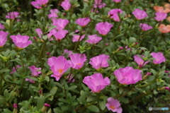 満開の夏の花4
