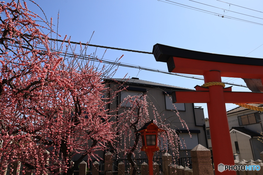 鳥居と枝垂れ梅