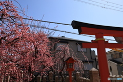 鳥居と枝垂れ梅