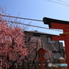 鳥居と枝垂れ梅