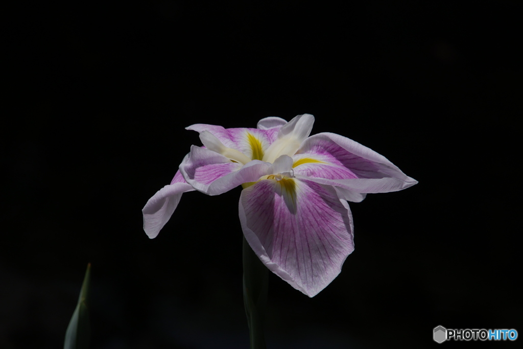 615菖蒲11