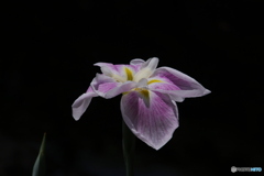615菖蒲11
