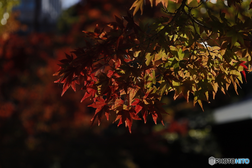 晩秋の相楽園13