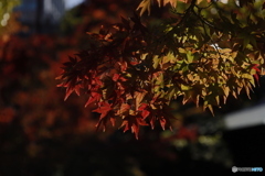 晩秋の相楽園13