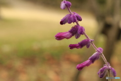 紫色の産毛 紫色の産毛