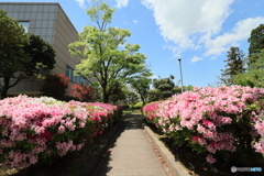 満開のツツジ