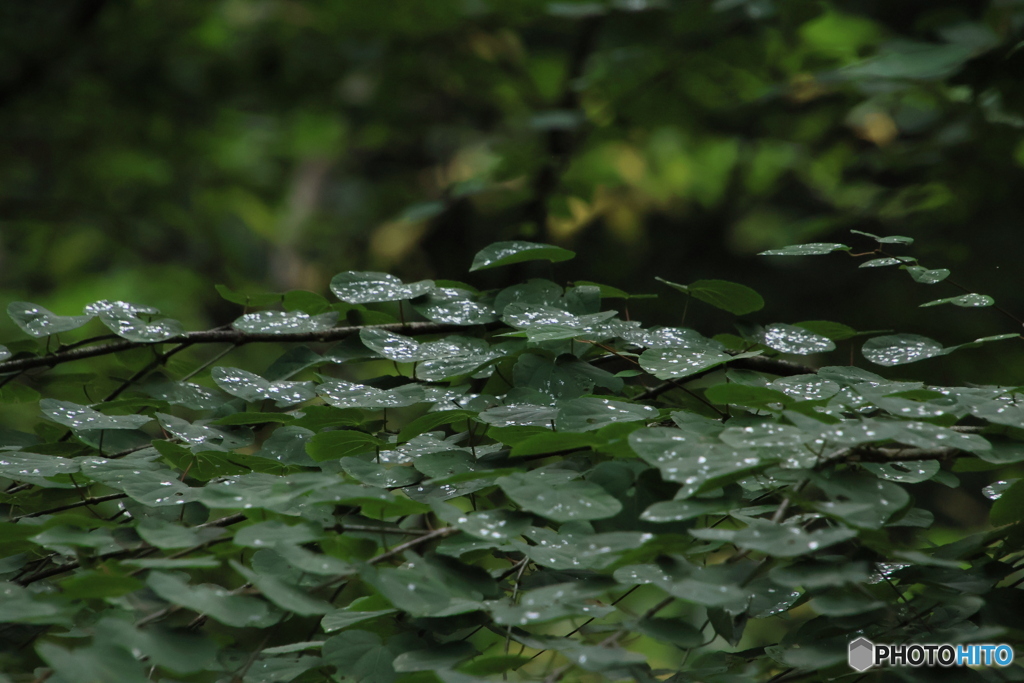 通り雨