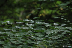 通り雨