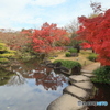 晩秋の好古園33