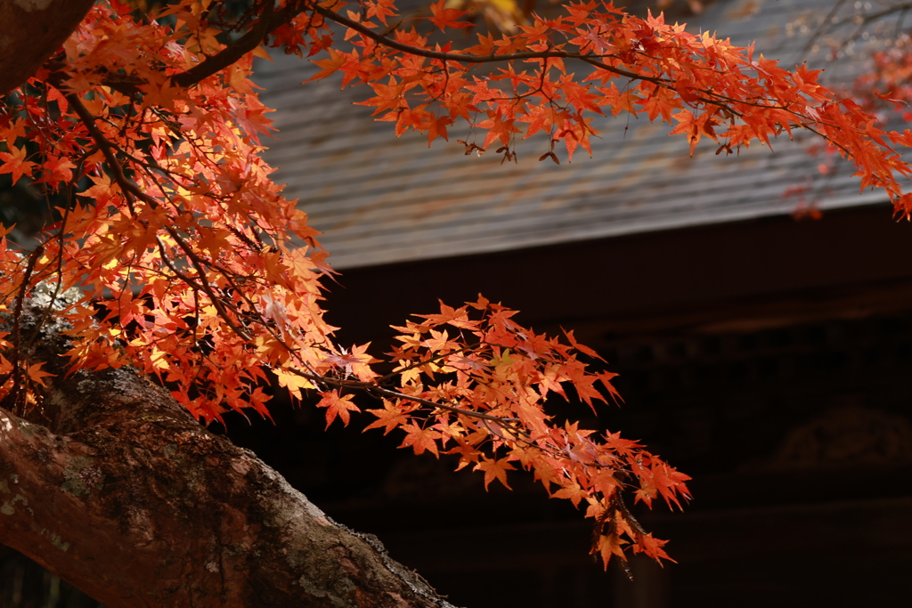 初冬の太山寺17